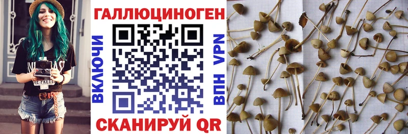 нарко площадка наркотические препараты  Гусиноозёрск  Галлюциногенные грибы Magic Shrooms  как найти наркотики 